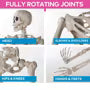 5 Ft. Life-Size Posable Plastic Skeleton Halloween Decoration